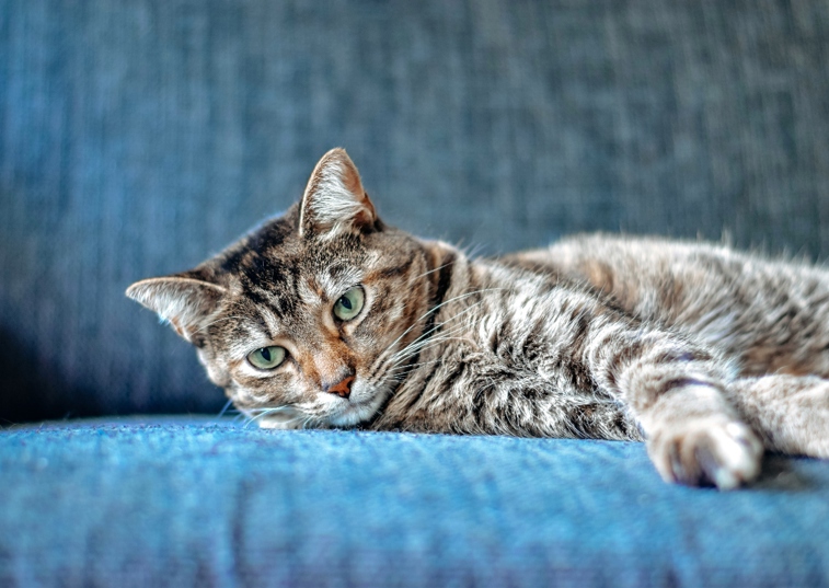 tabby Cat Laying Down on a sofa