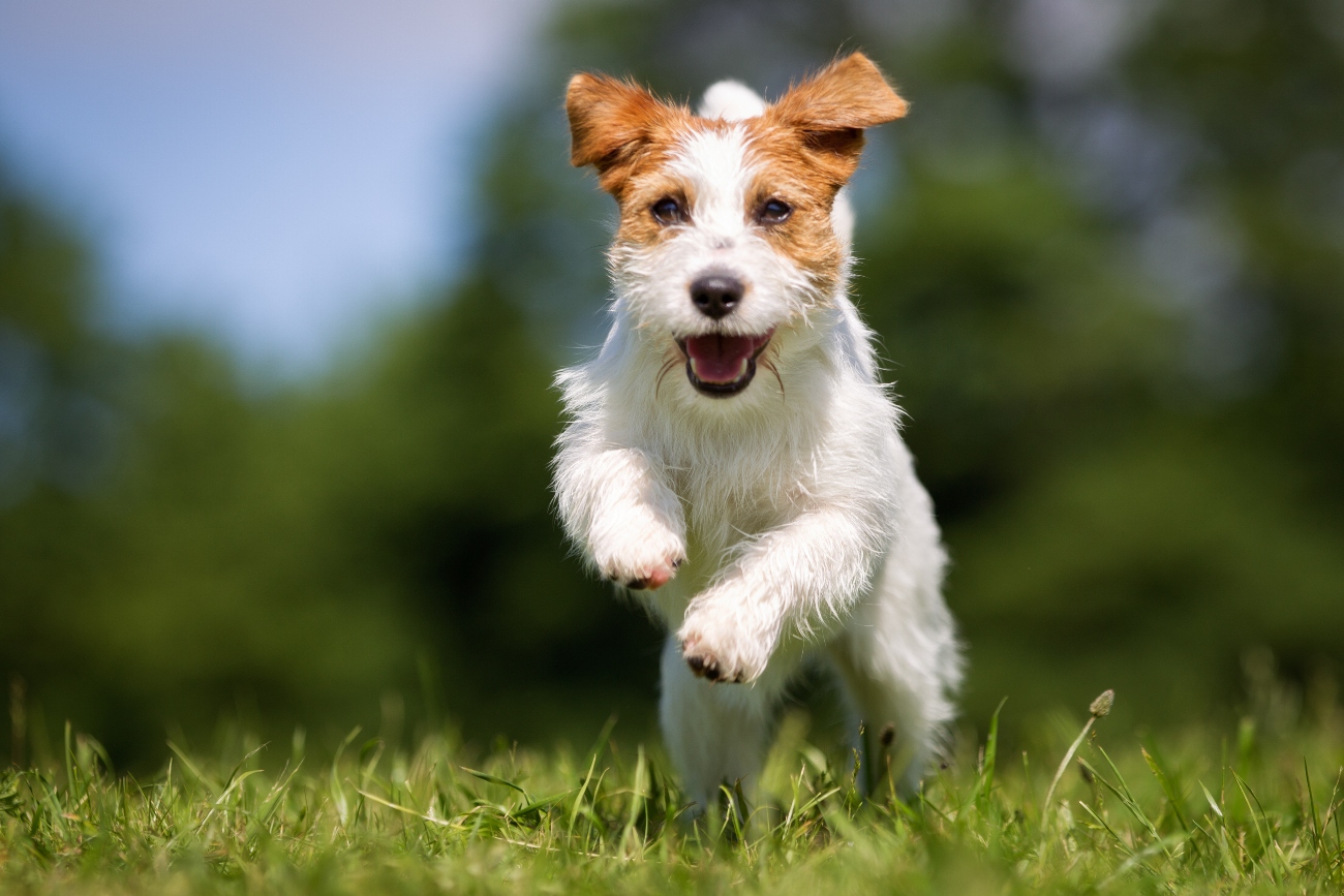 Are Jack Russells hypoallergenic