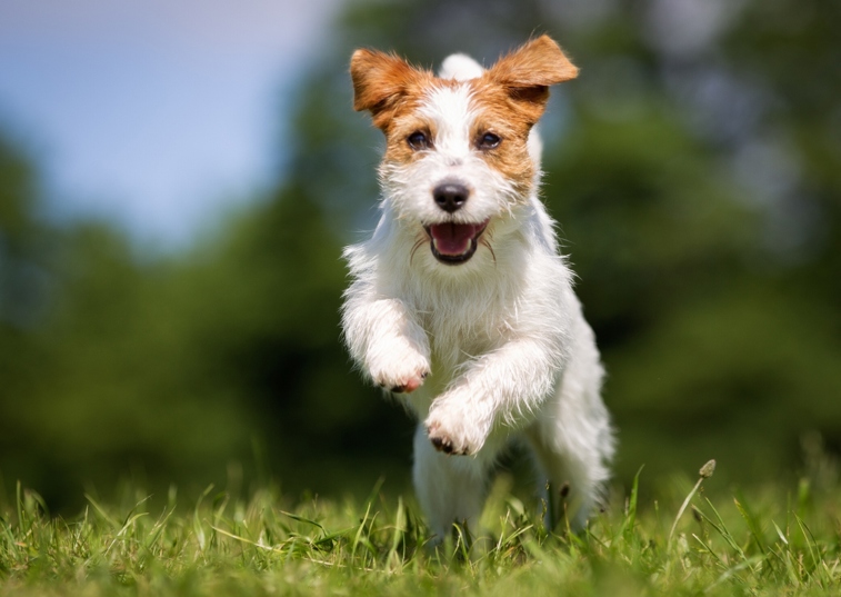 jack russell  leaping on the grass