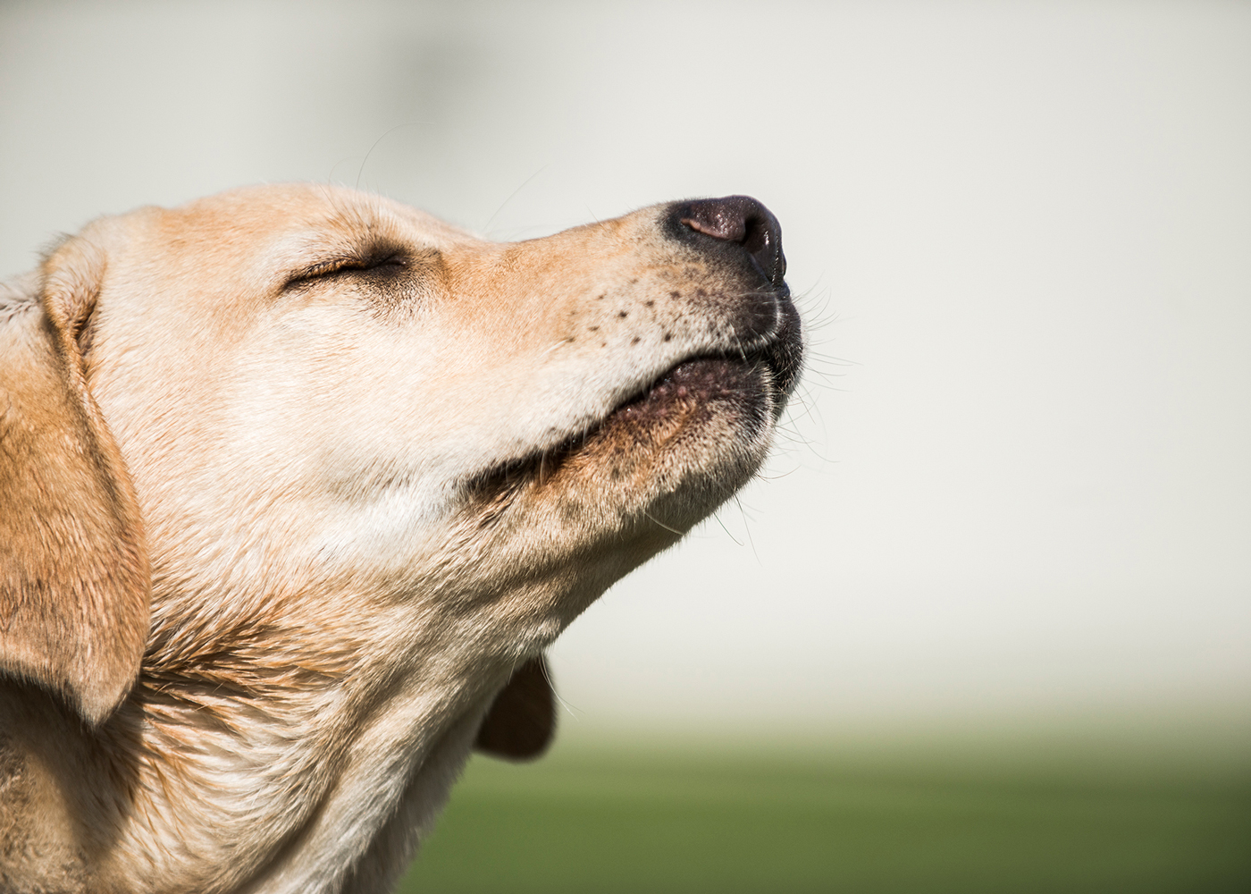 Why do dogs sniff?