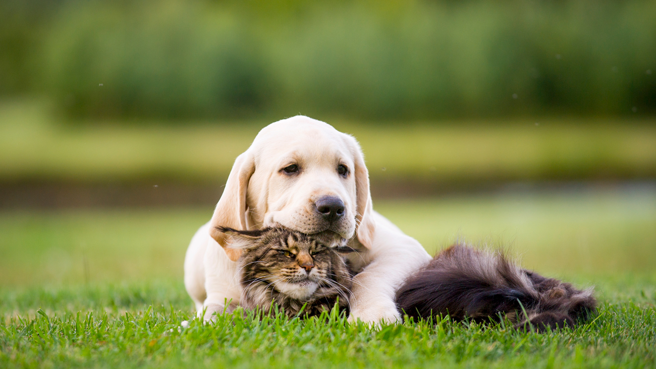 Dog laying down outside with its paw over cat, lazing together