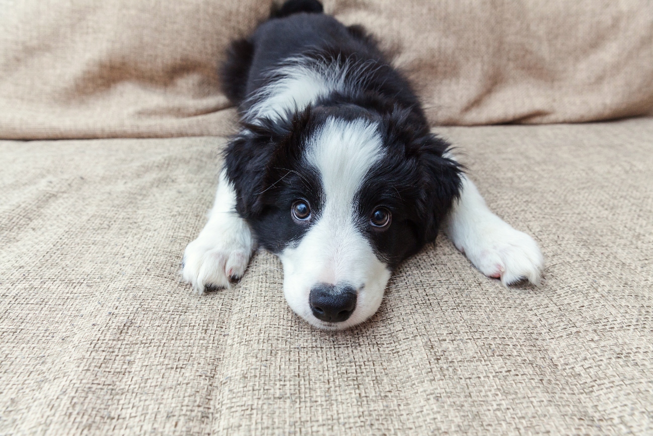 Puppy laying on floor