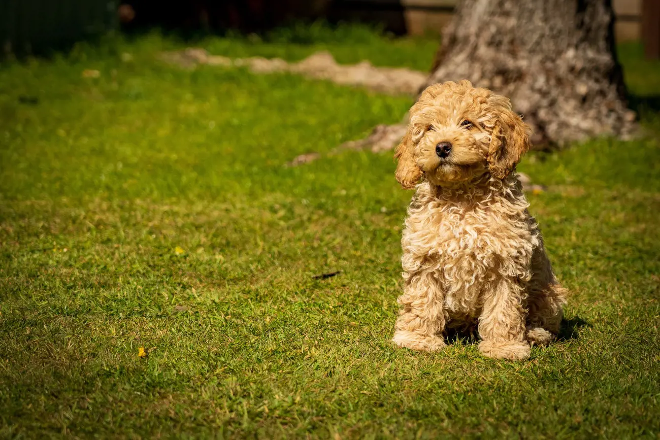 fluffy golden dog sat on grass
