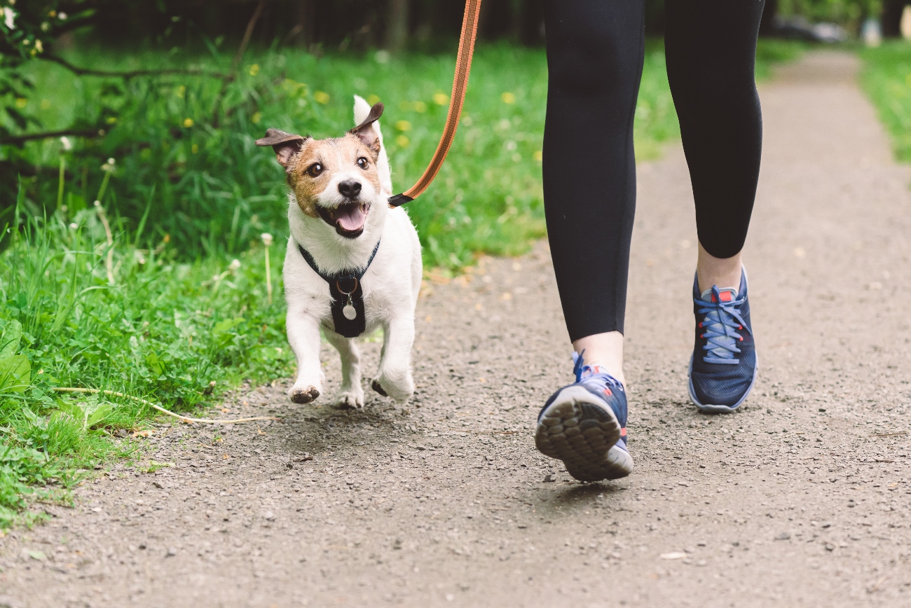 Jack Russell being walked by owner