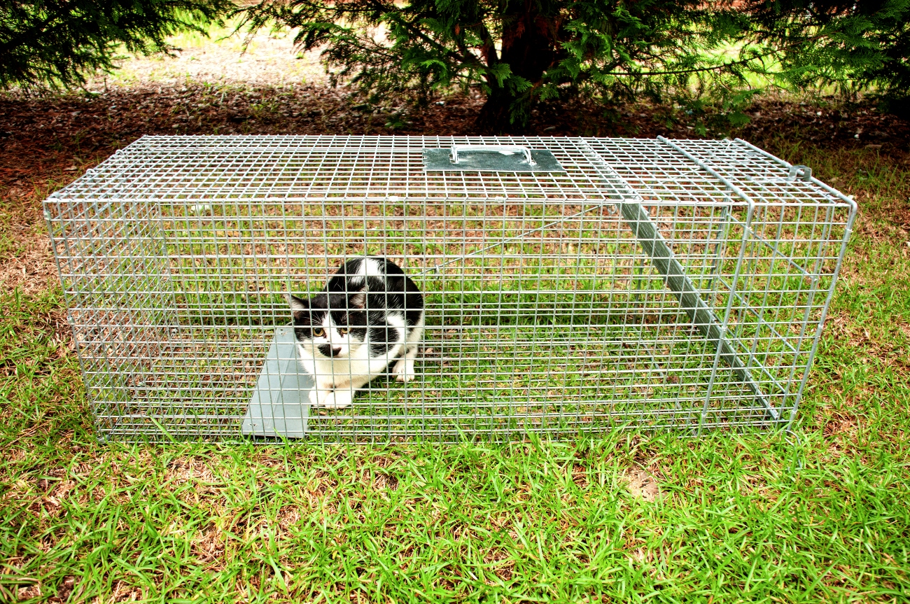a black and white cat in a tnr trap
