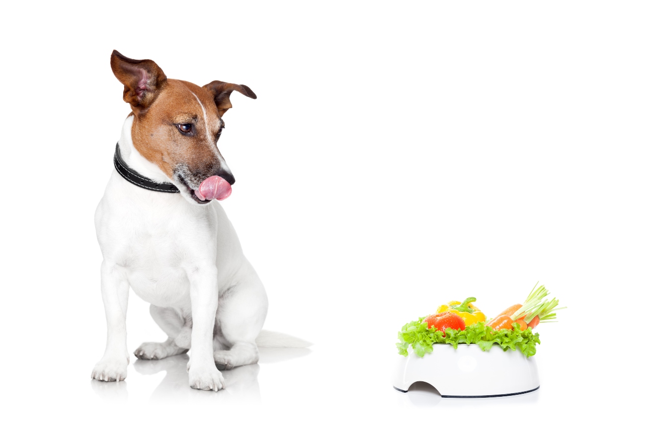 Dog looking at bowl of vegetables
