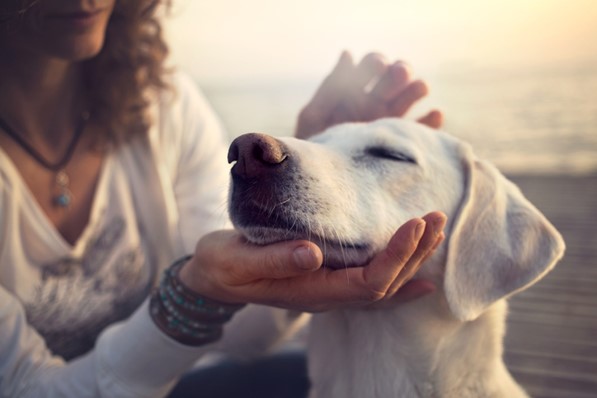 Dog relaxing in the sun