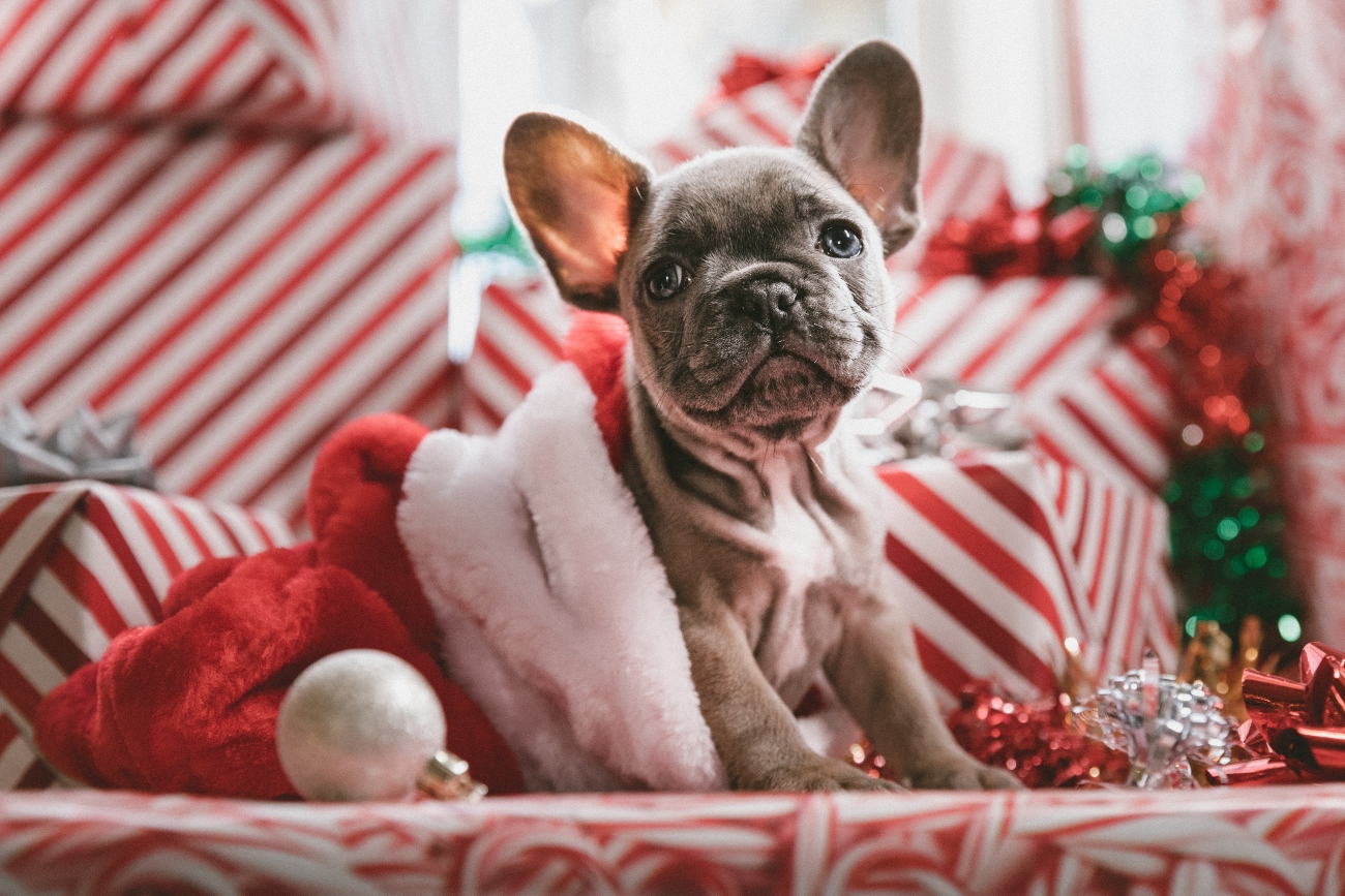 French Bulldog with presents