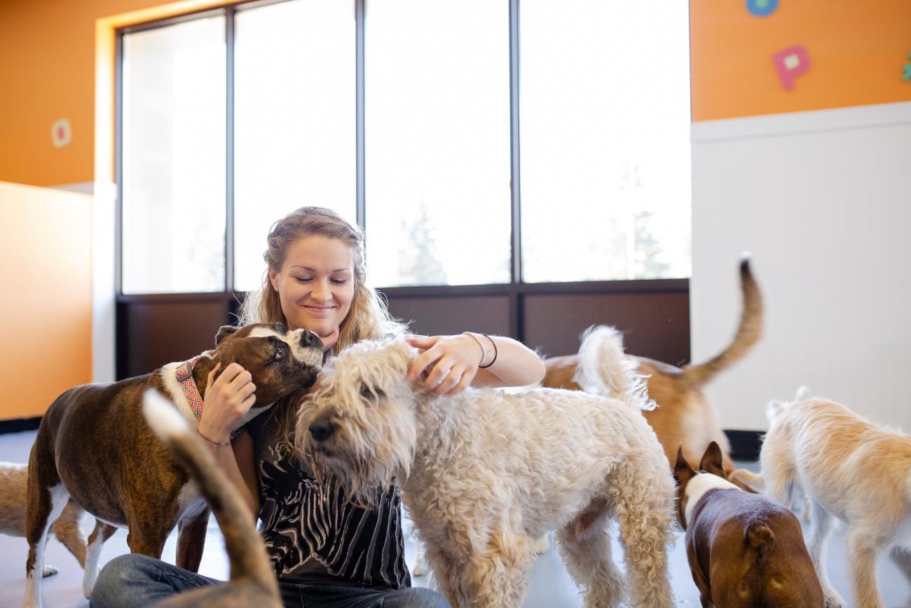 dogs at doggy daycare