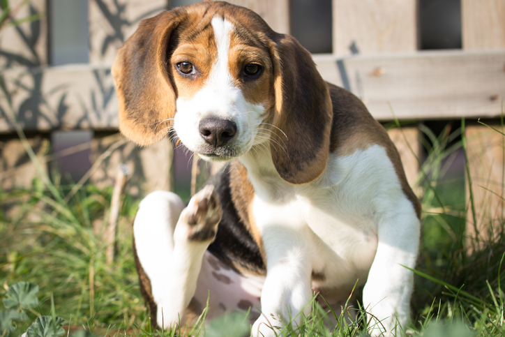Beagle emotional support hot sale dogs
