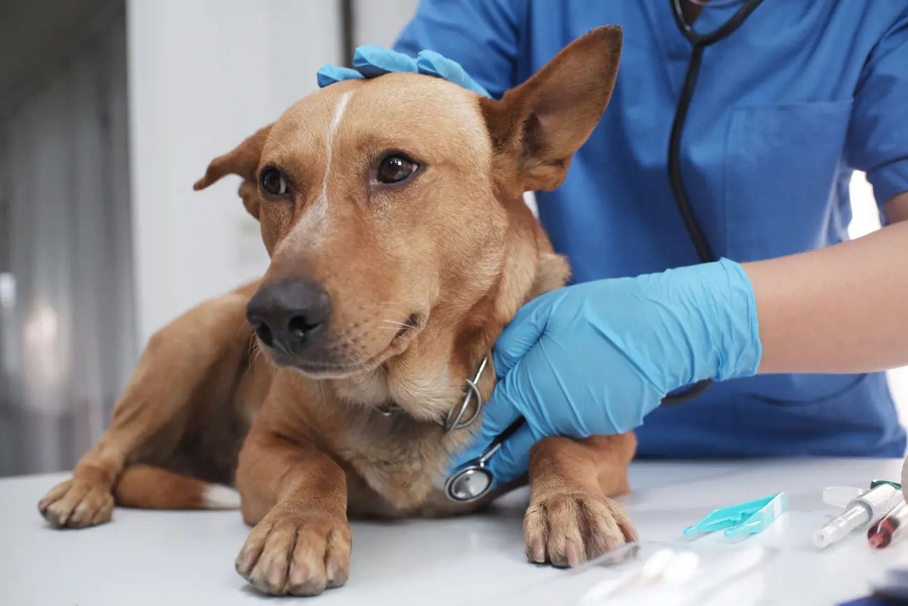 A Dog Having Its Heartbeat Checed