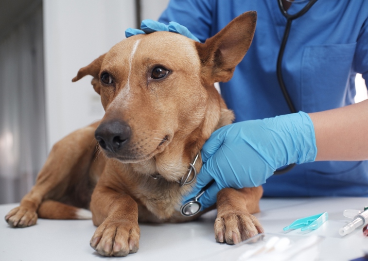 A Dog Having Its Heartbeat Checed