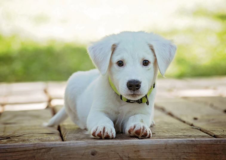 A cute white puppy laying down on a garden patio