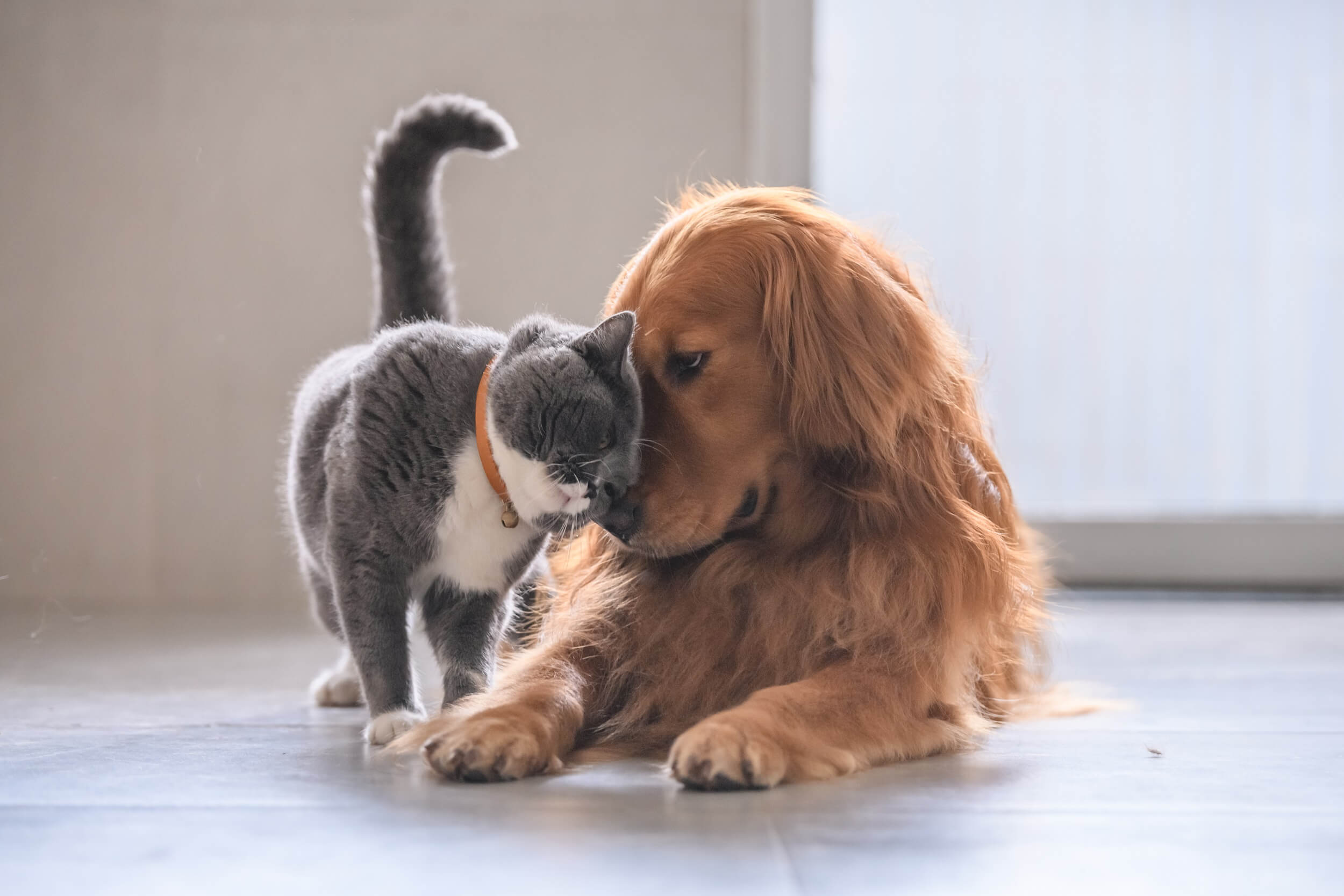 A cat nudging its head into a dog laying down