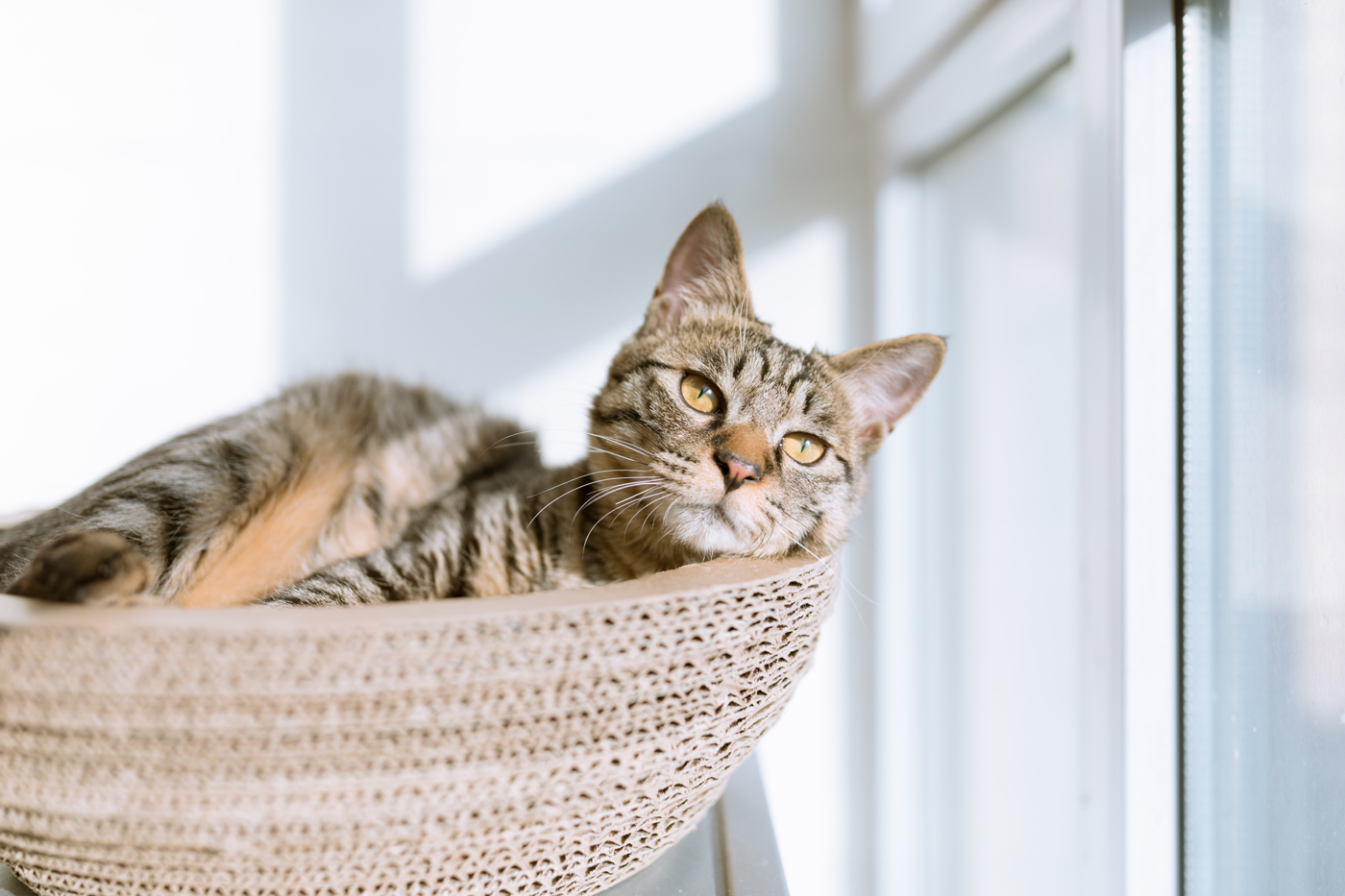 A cat laying in a wicker basket by a window sunbathing