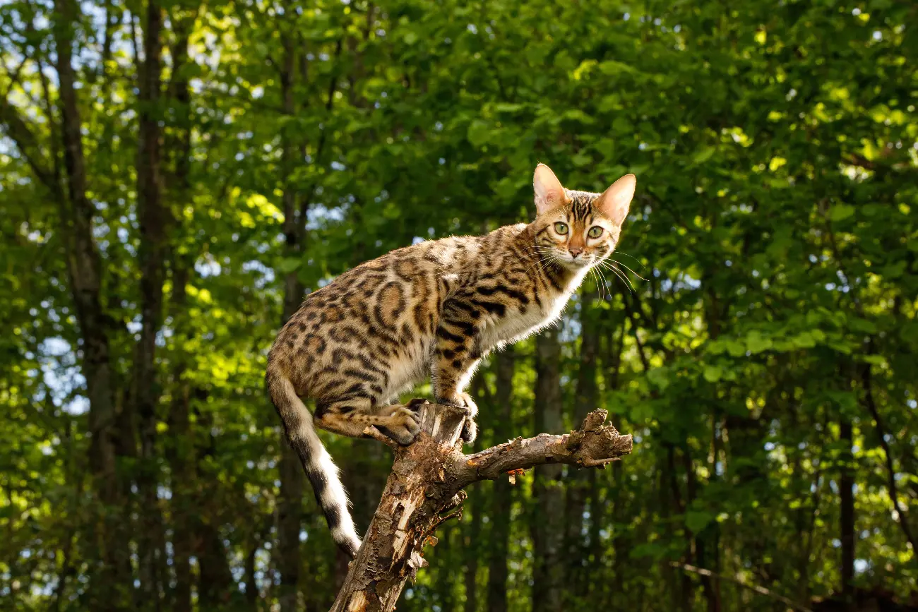 a bengal cat on a tree