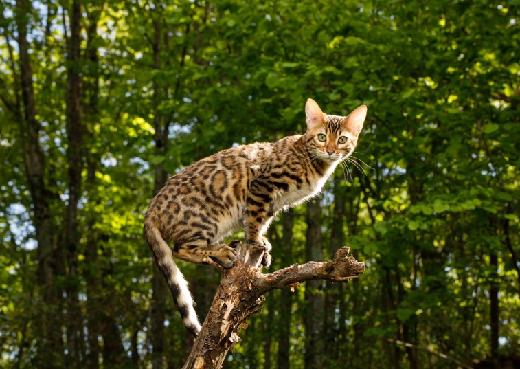 a bengal cat on a tree