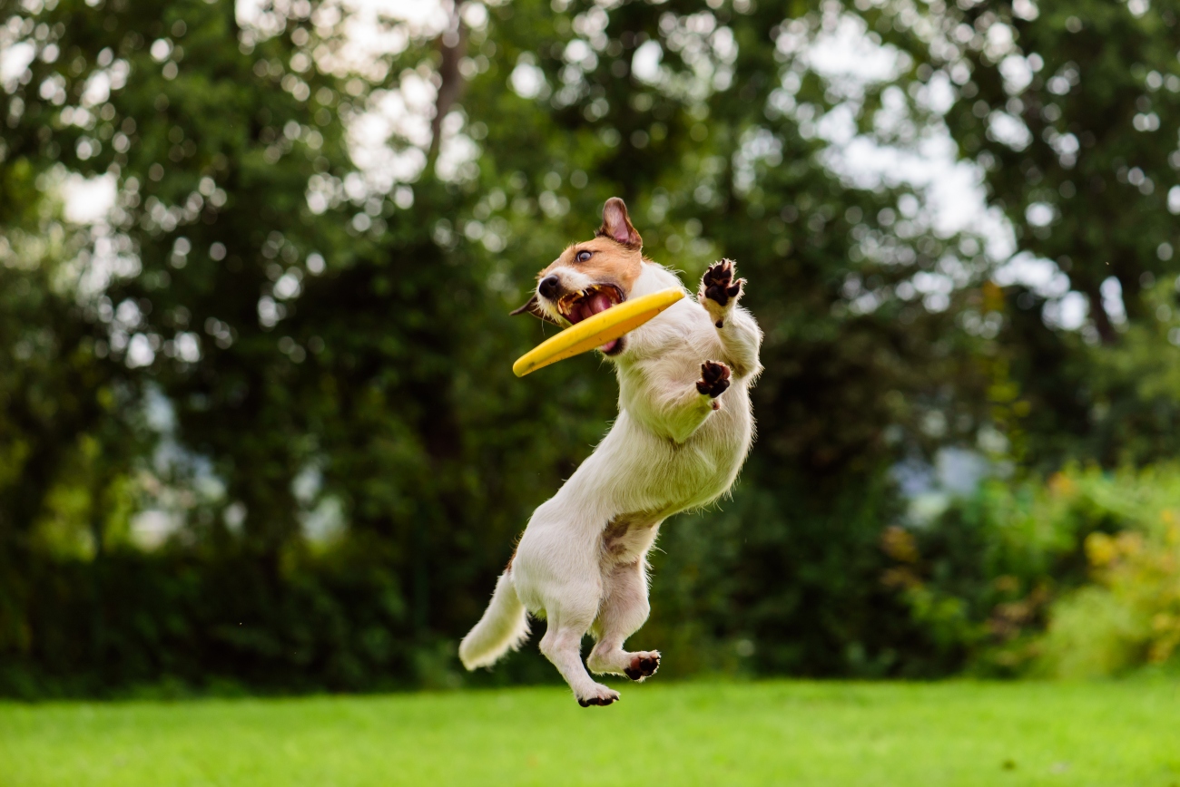 dog playing with a frisbee