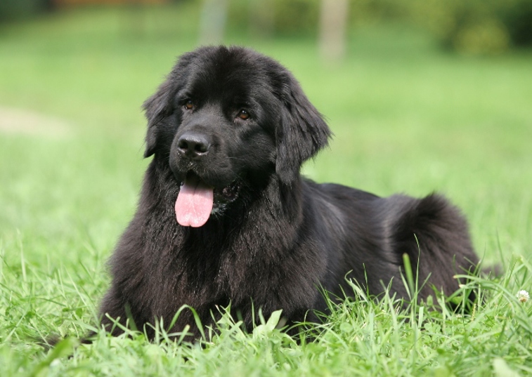Black Newfoundland dog lying on grass 