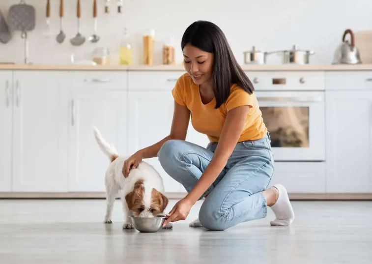 Owner feeding dog on white floor