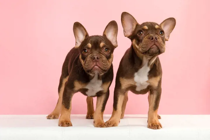 One of the most distinctive features of French Bulldogs is their bat-like ears. Unlike the rose ears of the English Bulldog, French Bulldogs have upright ears that contribute to their unique appearance. These bat ears are a key part of the breed standard established by breed clubs and the kennel club, distinguishing them from other breeds.