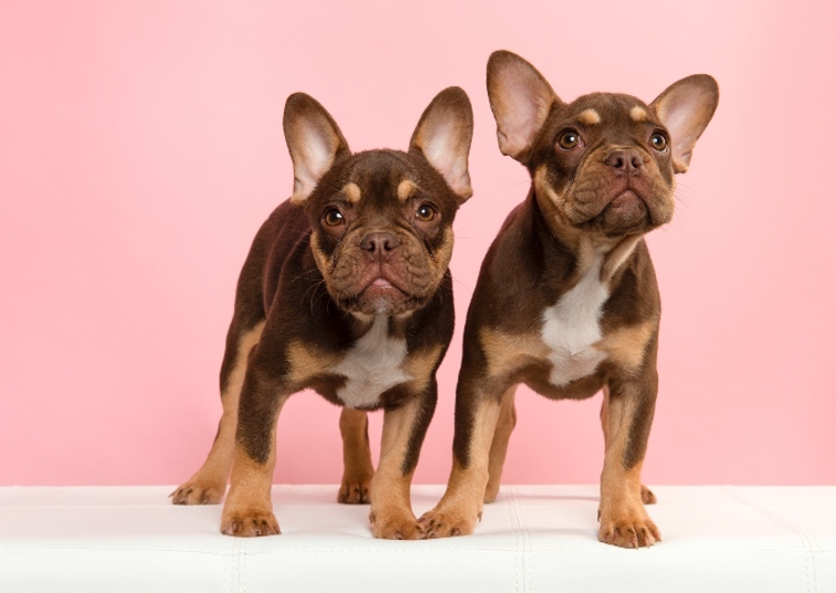 two french bulldog puppies side by side