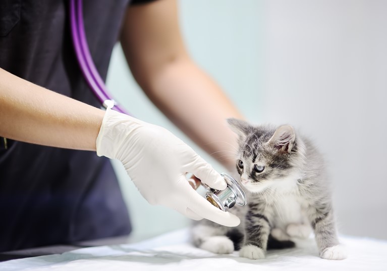 A vet inspecting a kitten on a vets table with a stethoscope