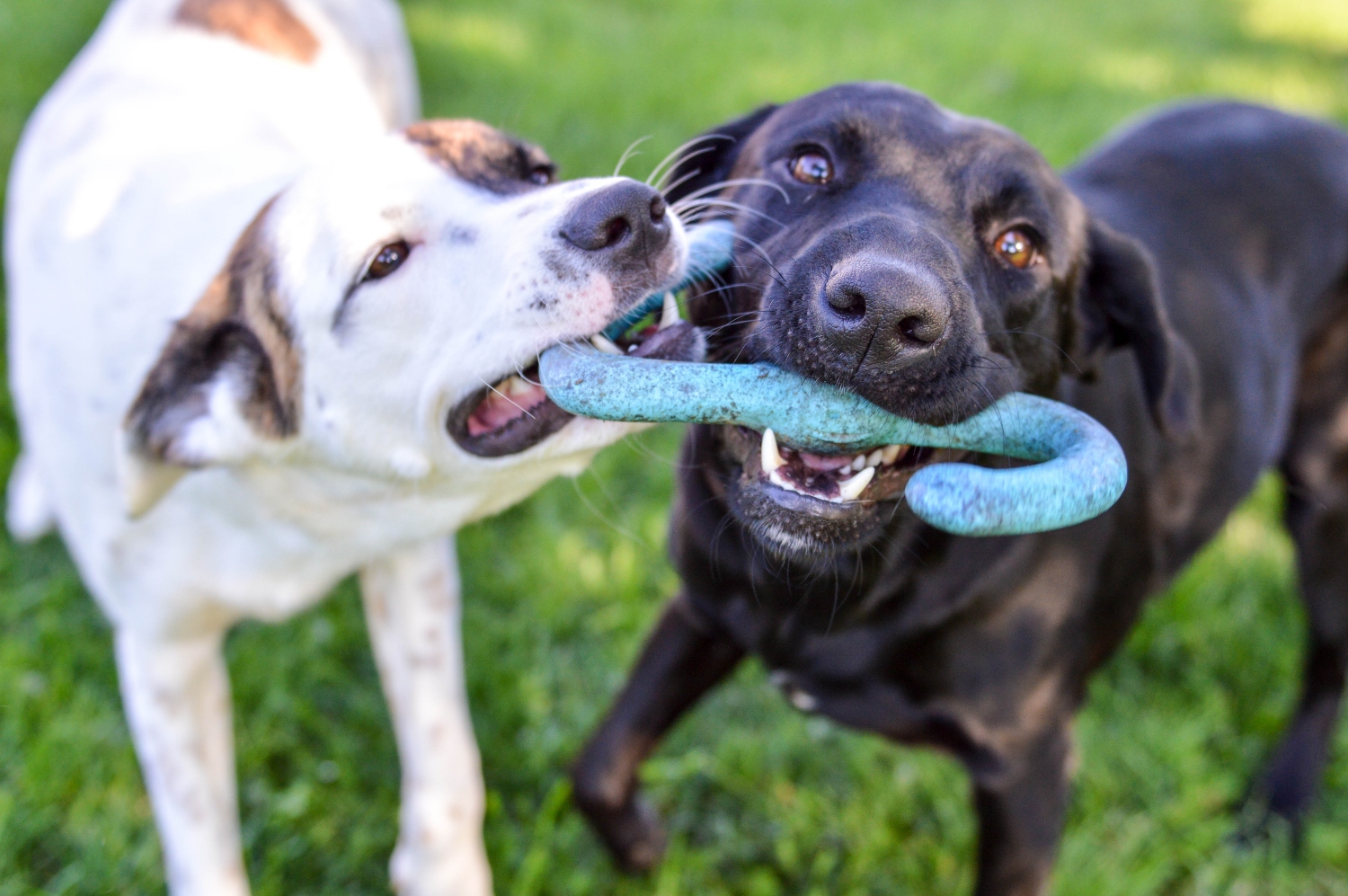 dogs playing together with a toy