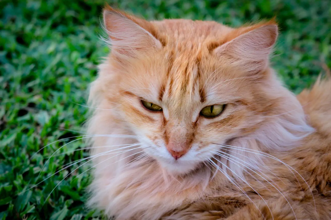 Their distinct tufts of fur on the ears and paws add to their majestic appearance, making them a favourite among cat enthusiasts.