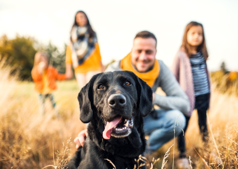 Black Labrador in field with family 