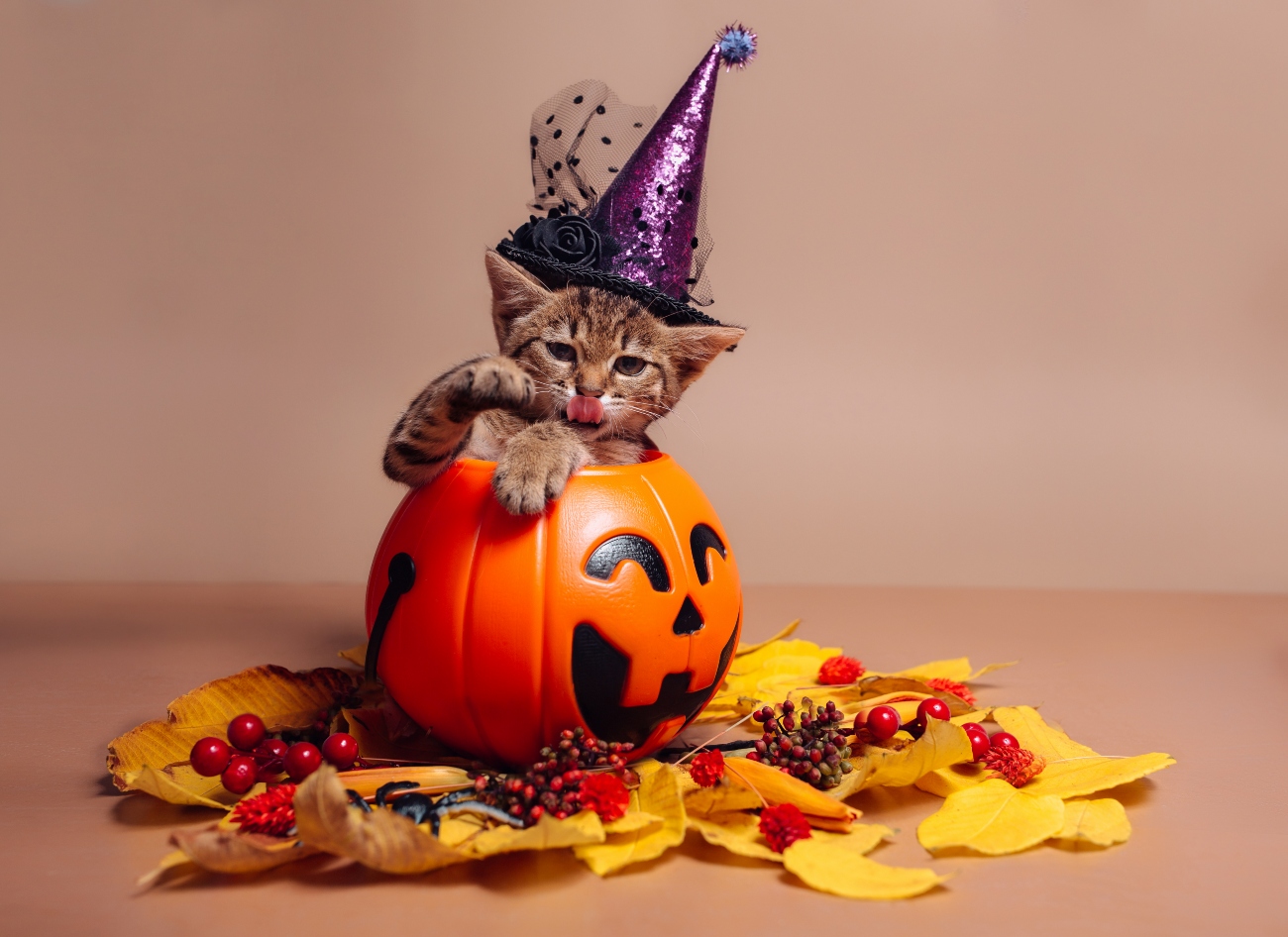 Can Cats Eat Pumpkin can-cats-eat-pumpkin