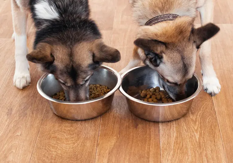 How to stop your dog from eating too fast