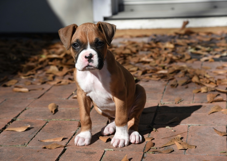 boxer dog puppy