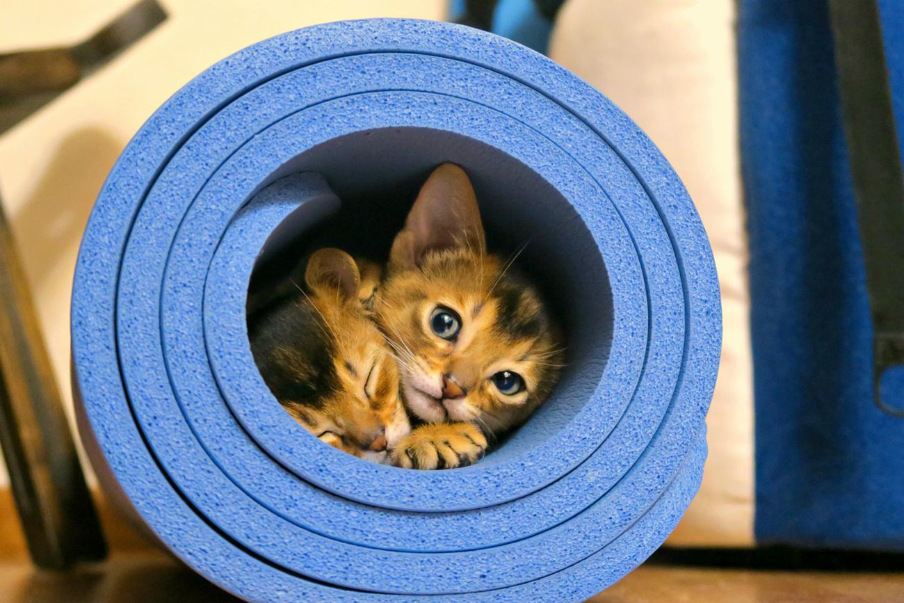 Two cats laying in a rolled up mat