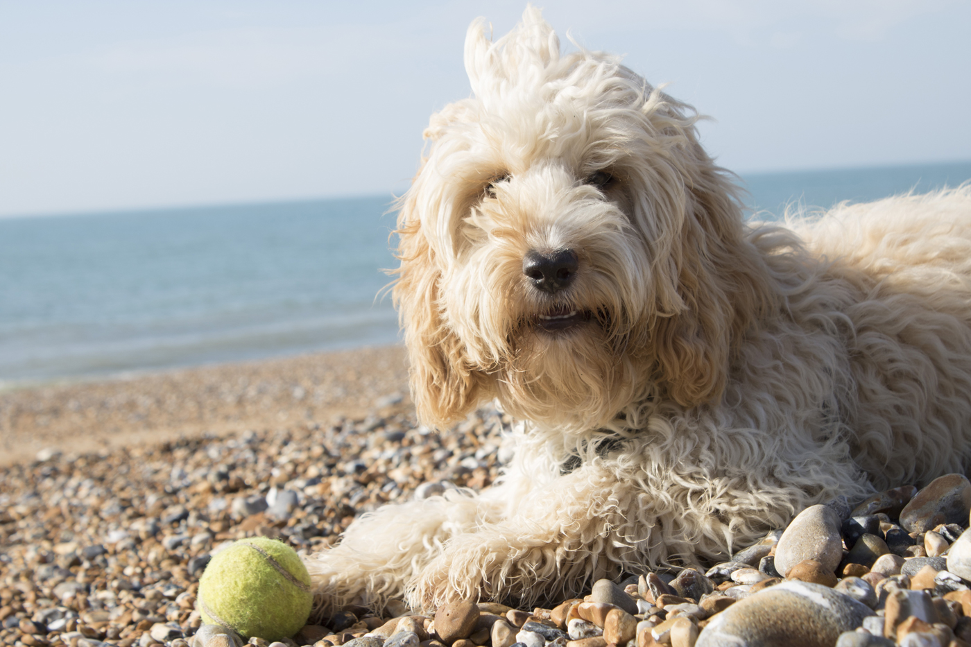 A fluffy white dog laying on a pebbly beach with a tennis ball