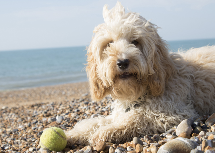 Fluffy beige dog at the beach