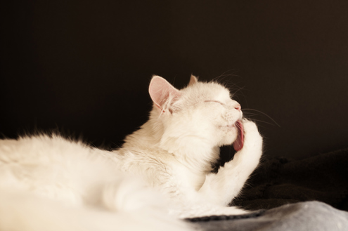 A cat licking its paws to groom itself