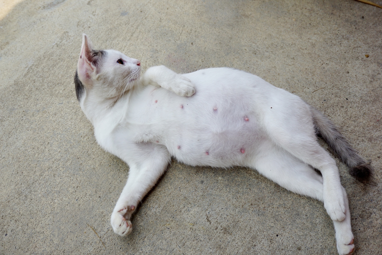 white cat with pregnant belly