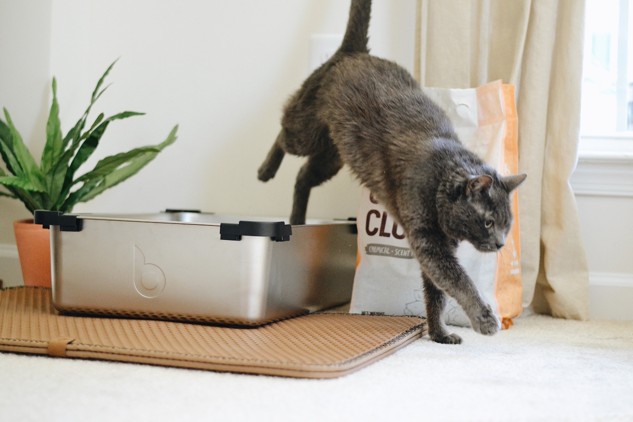 Cat coming out of litter box