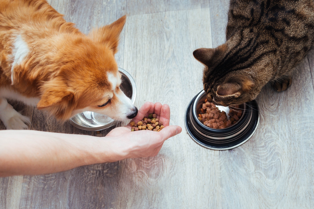 cat eating from bowl and dog being hand fed