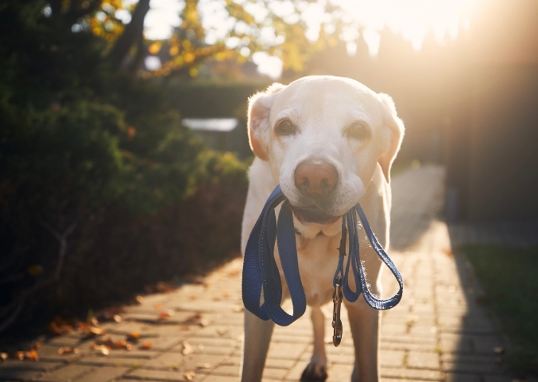 Dog stood outside holding their lead in their mouth