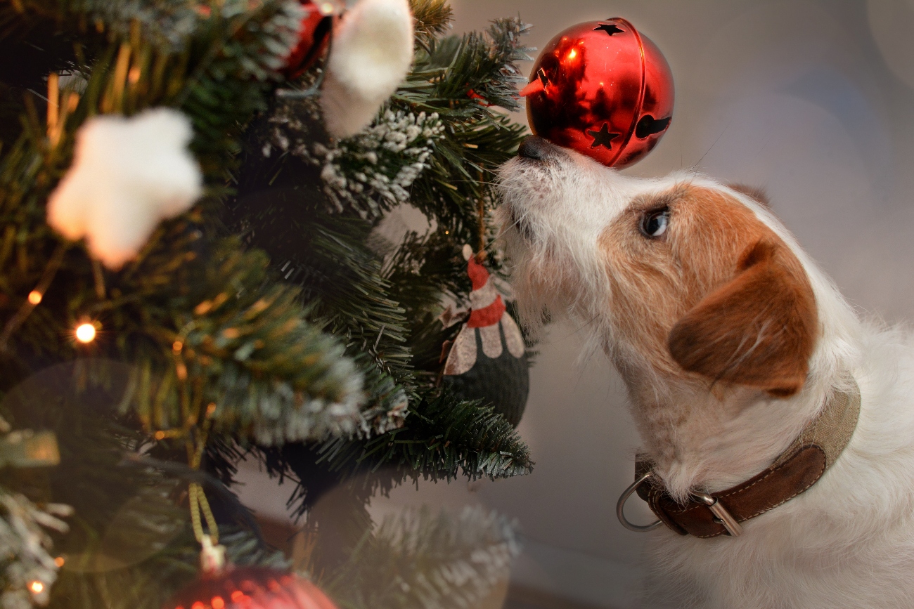 dog sniffing christmas tree