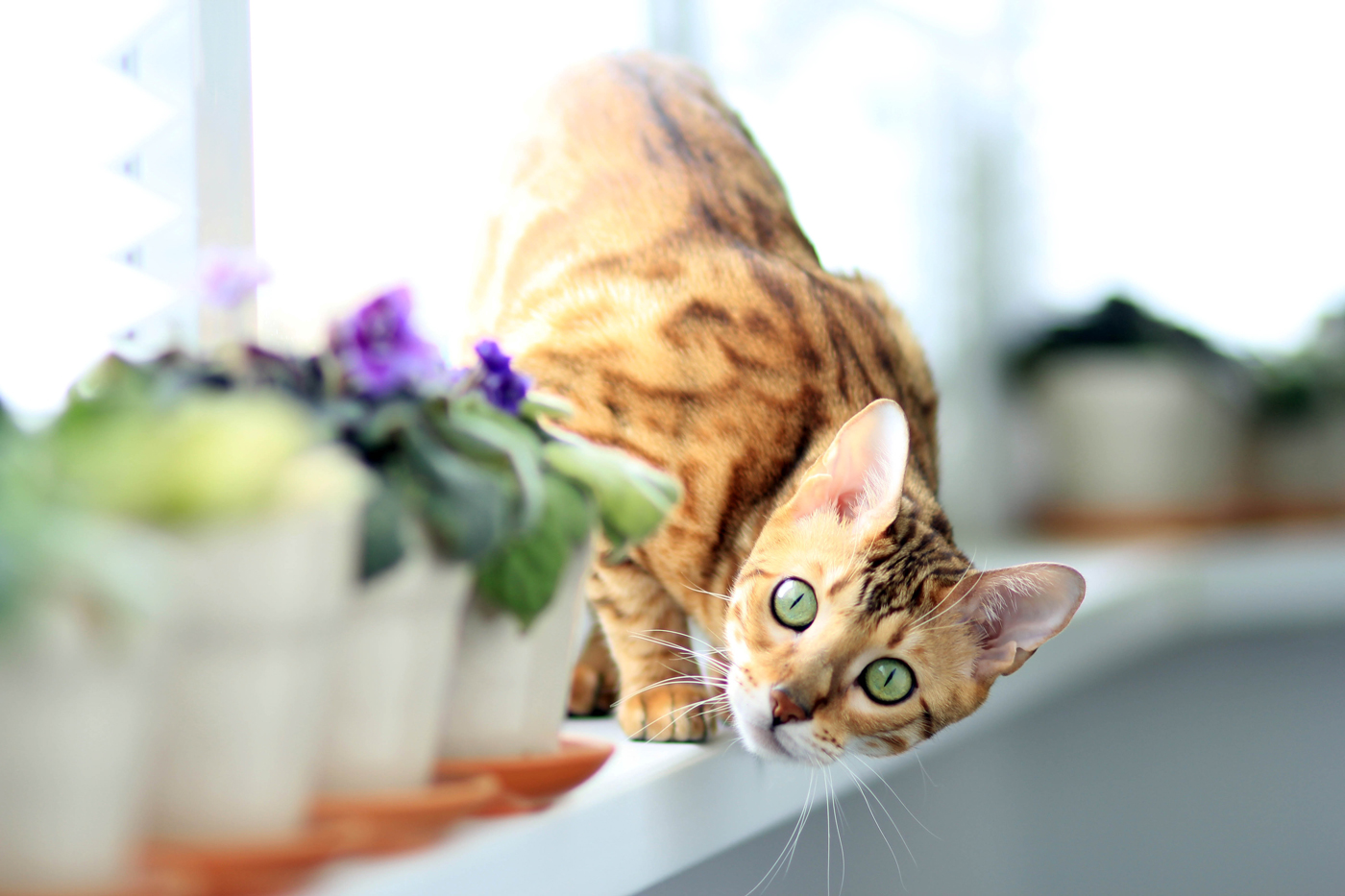 A Bengal cat inspecting a flower pot on a windowsill