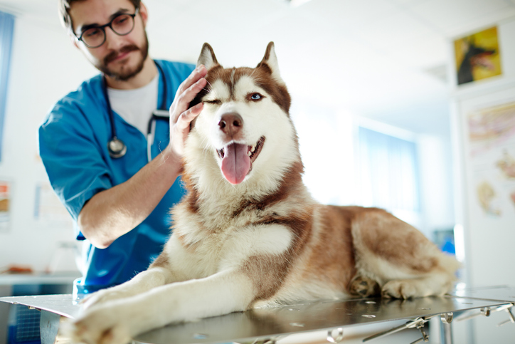 A husky laying on a vet's table being inspected by a vet