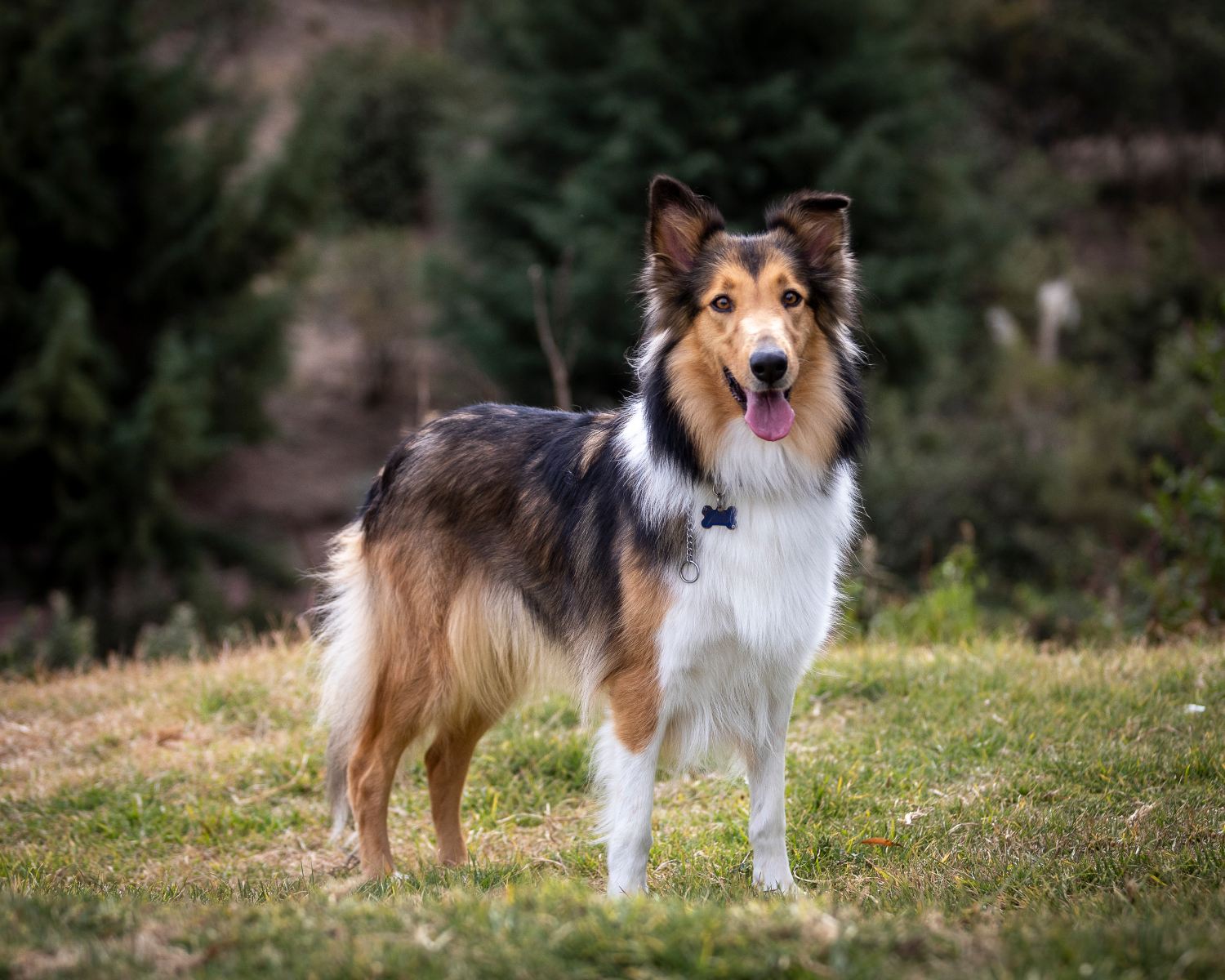 The 10 most loyal dog breeds