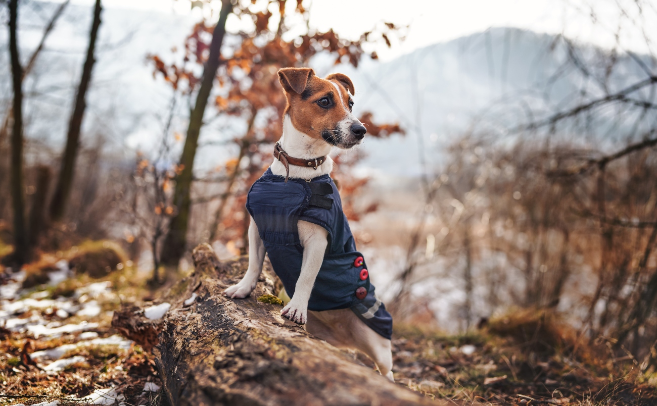 Dog standing tall on a mountain rock