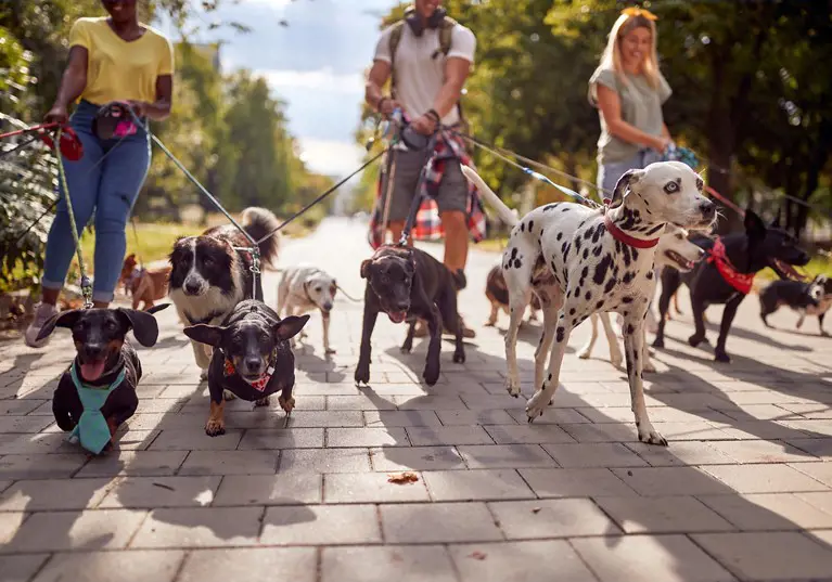 Campaign signposts help available to keep dogs and owners together