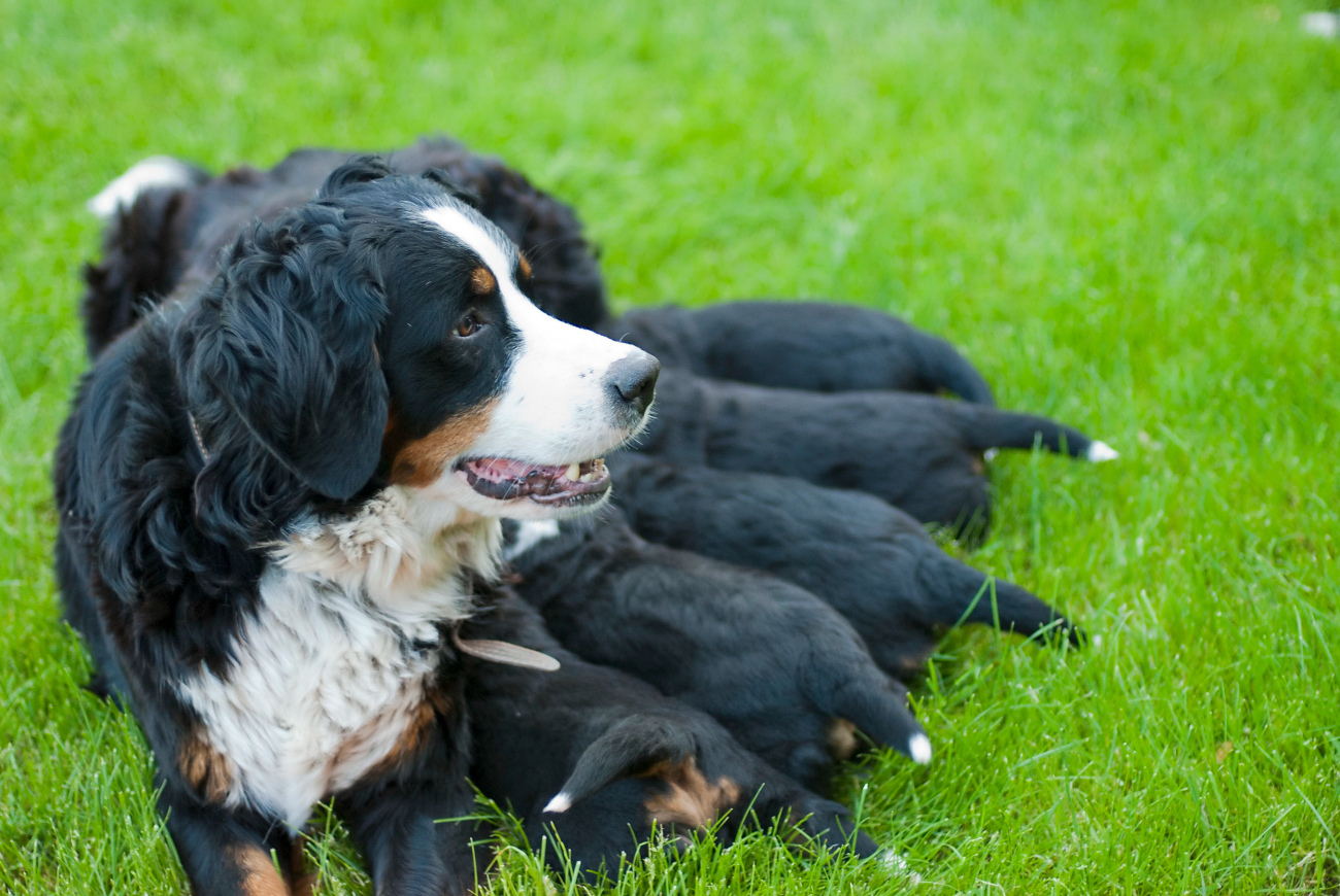 mother dog with her litter