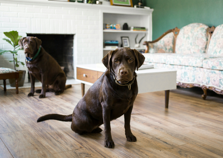 2 Labs Looking Sad in a living room