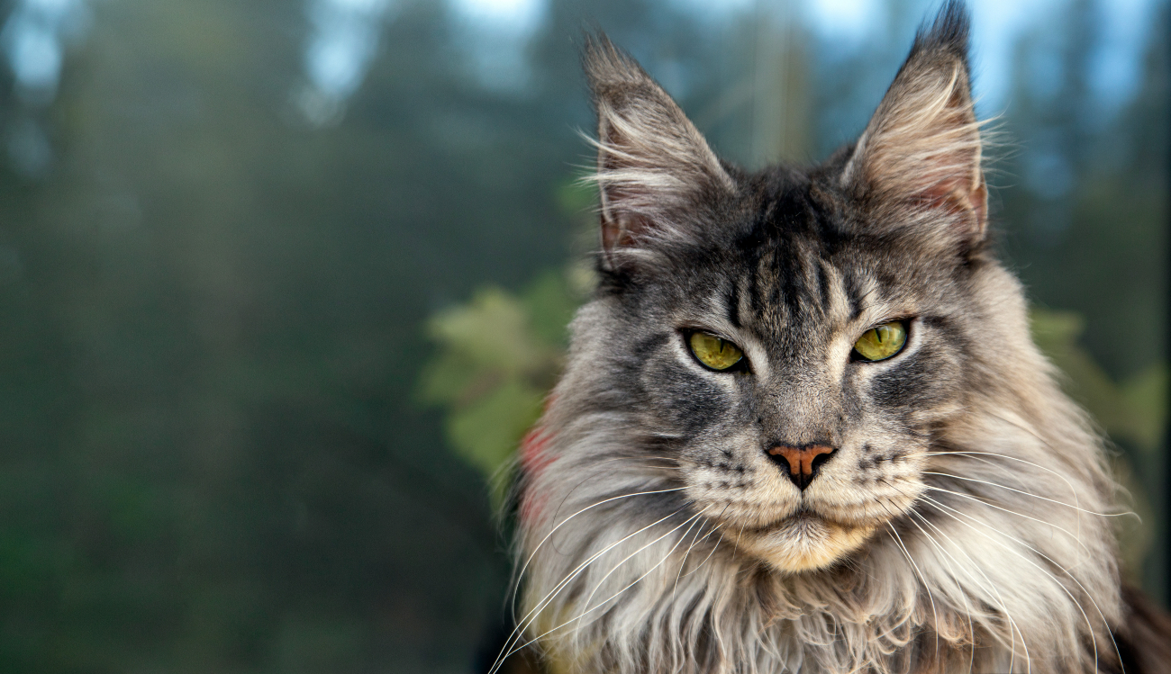 maine coon with green eyes